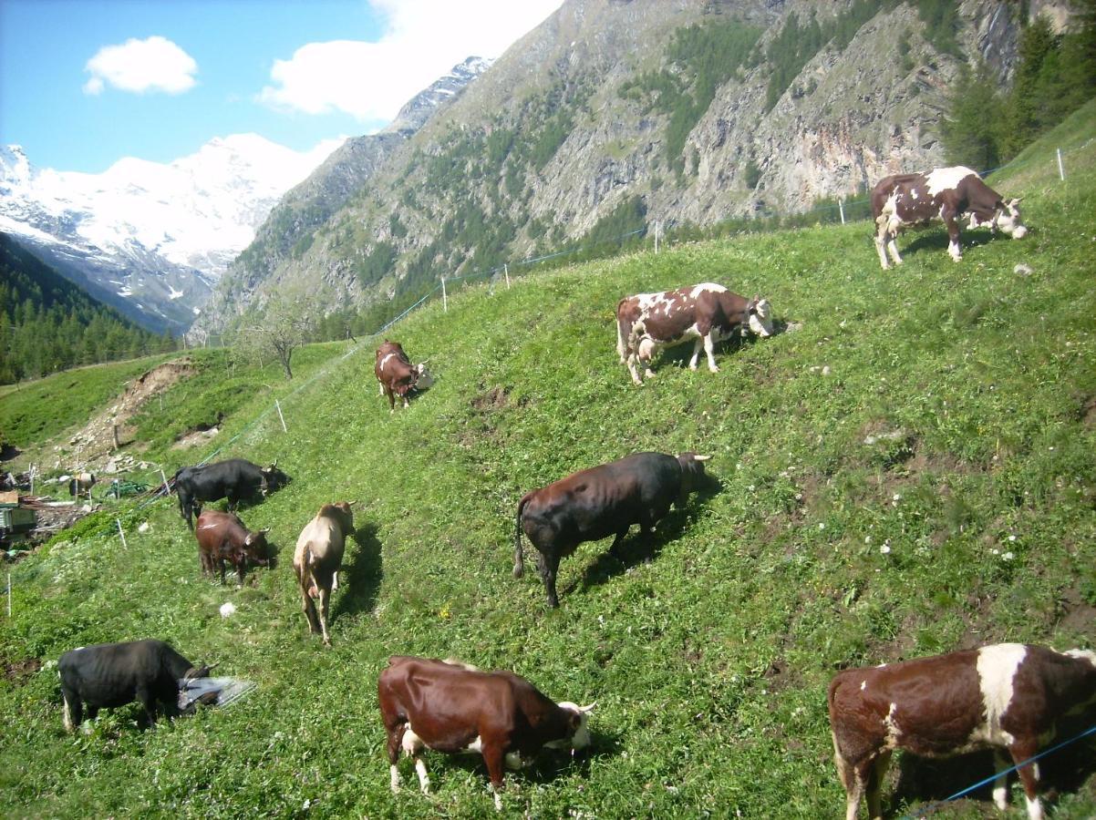 La Ferme Du Grand Paradis Конь Екстер'єр фото